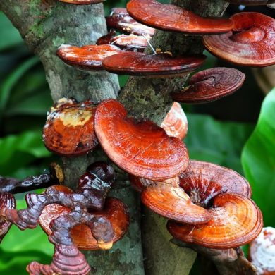 Nấm linh chi có tác dụng gì cho sức khỏe