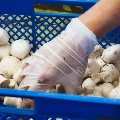 Sơ chế nấm mỡ trắng đúng cách