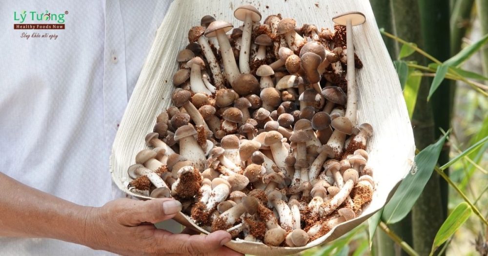 Nấm mối là gì