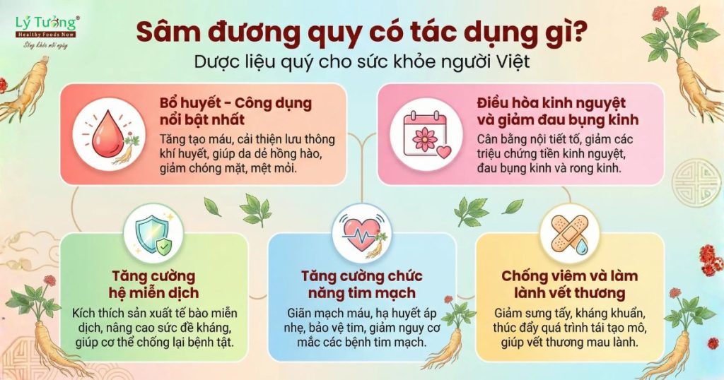 Sâm đương quy có tác dụng gì