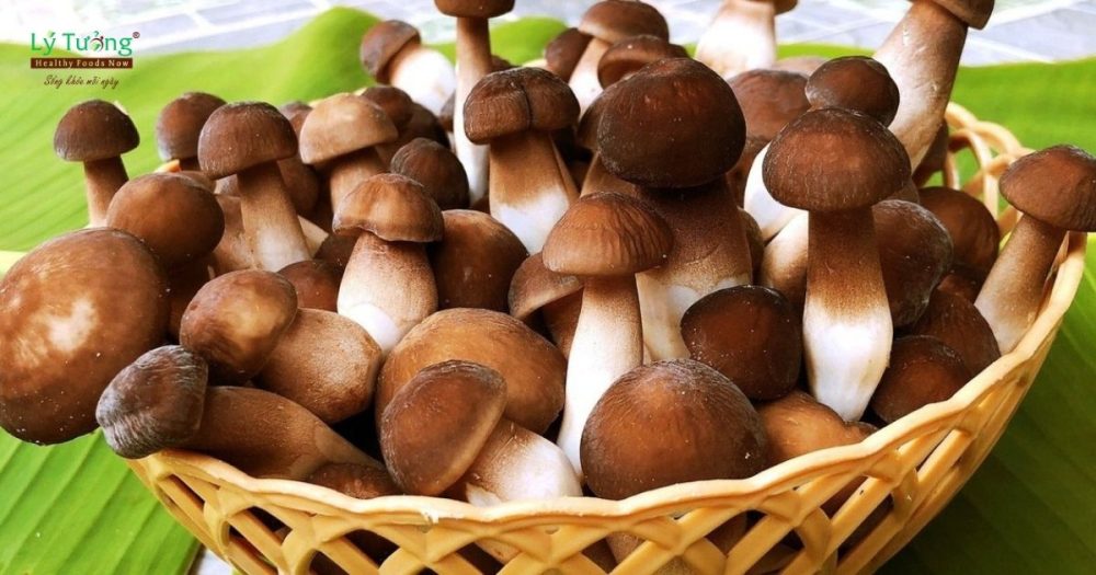 Hình ảnh nấm mối đen tươi