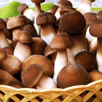 Hình ảnh nấm mối đen tươi