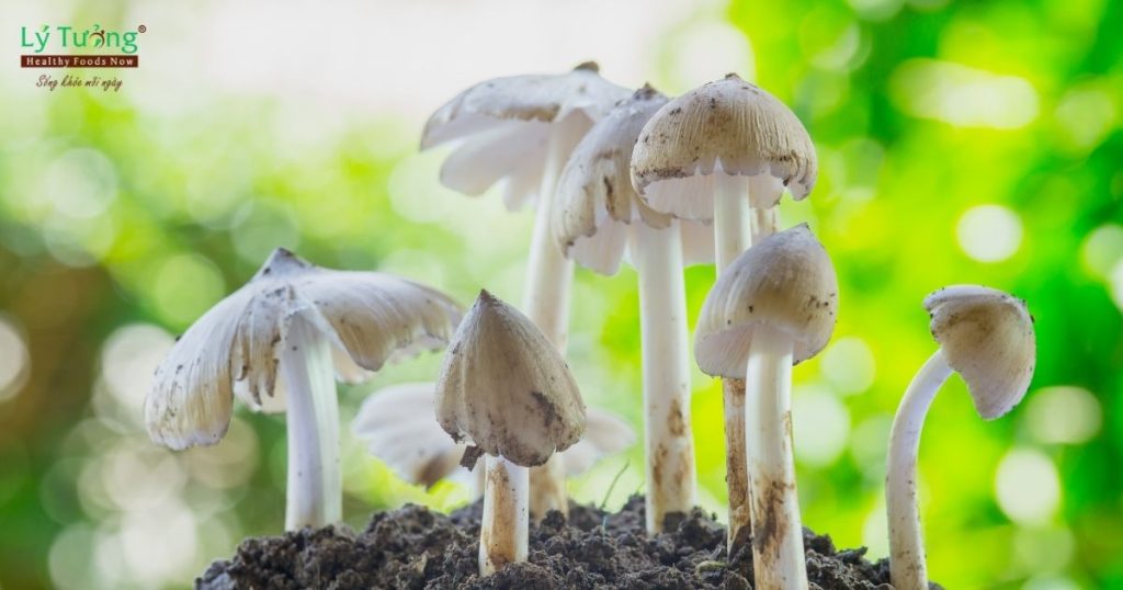 Hình ảnh nấm mối trắng ngoài tự nhiên