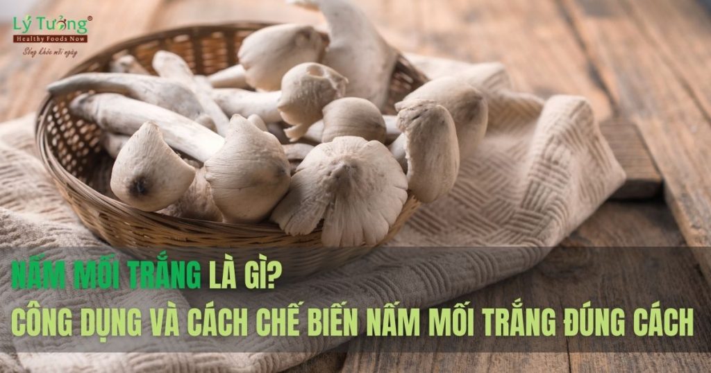 Nấm mối trắng là loại nấm gì